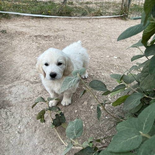 Bébés golden retriever
