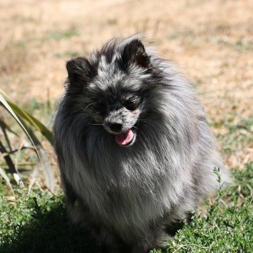 La tribu des marais de la visance elevage familial