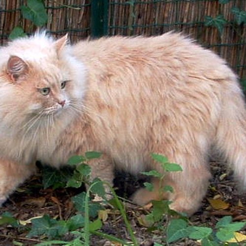 élevage de Siberien