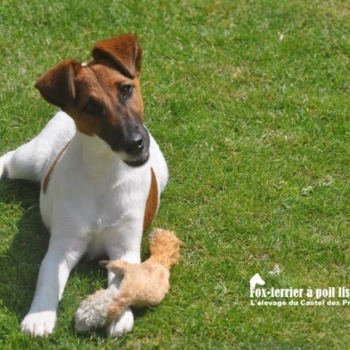 Fox-terriers à poil lisse du Castel des Près