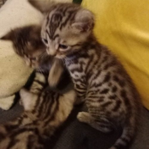 Elevage de Maine coon Bengal mix