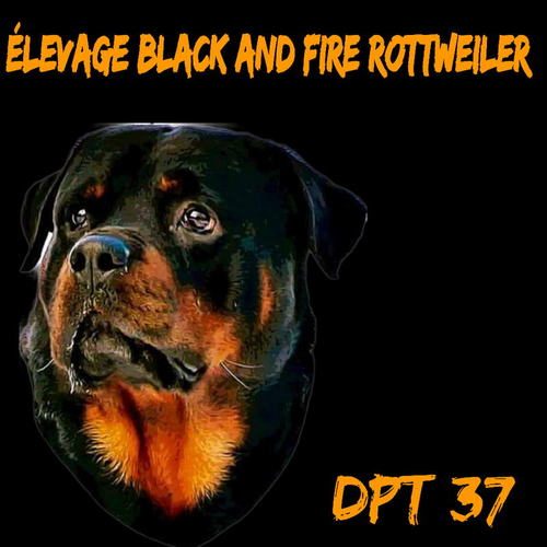 Elevage de rottweiler