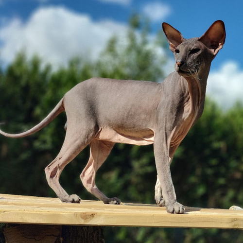 Peterbalds Les Perles de Theonie