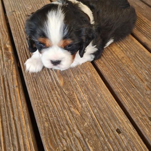 Cavalier king charles élevage Familial