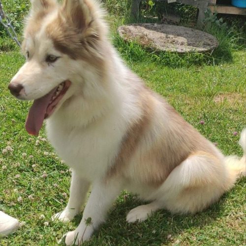 élevage de Husky de sibérie