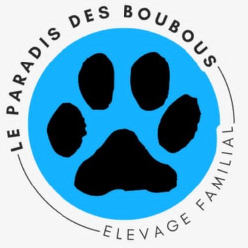 Élevage familial de bouvier bernois