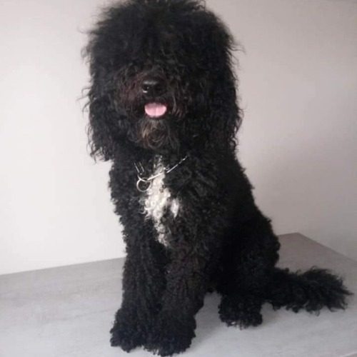 Elevage du Royaume de Laurel et Hardy