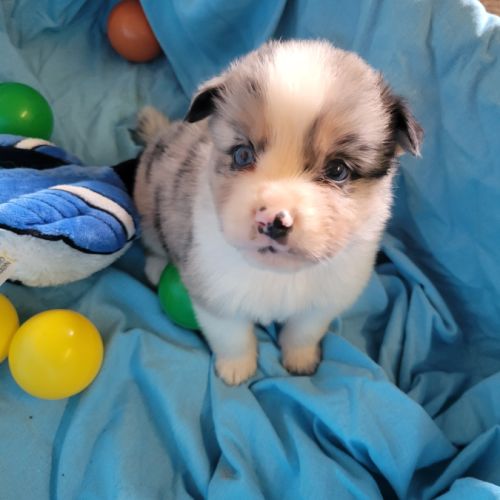 Berger des petits saphirs