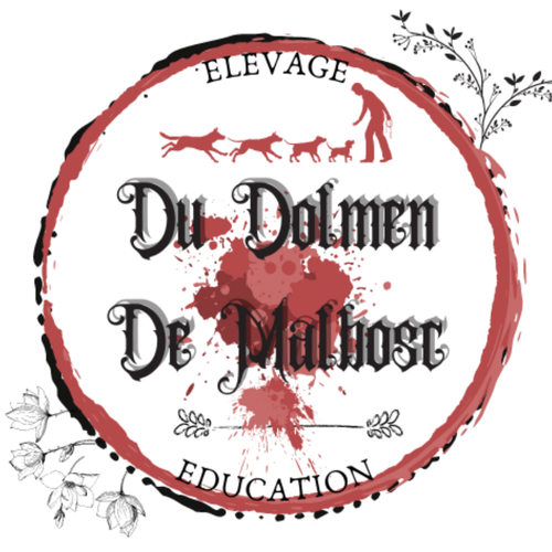 Elevage de berger Malinois