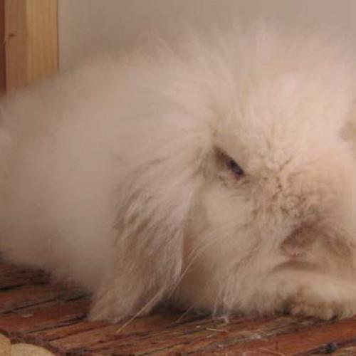 Élevage : lapin nain - cochon d inde