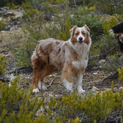 Élevage de l’envol des amazones