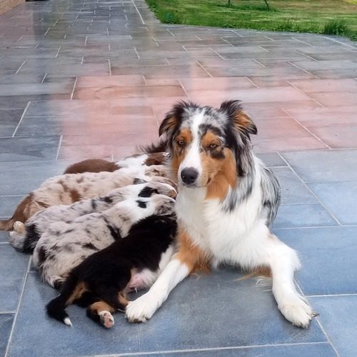 Elevage de Berger Australien