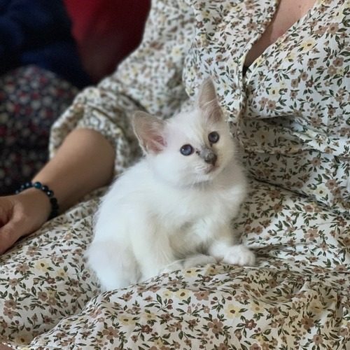 Elevage de sacré de Birmanie LOOF