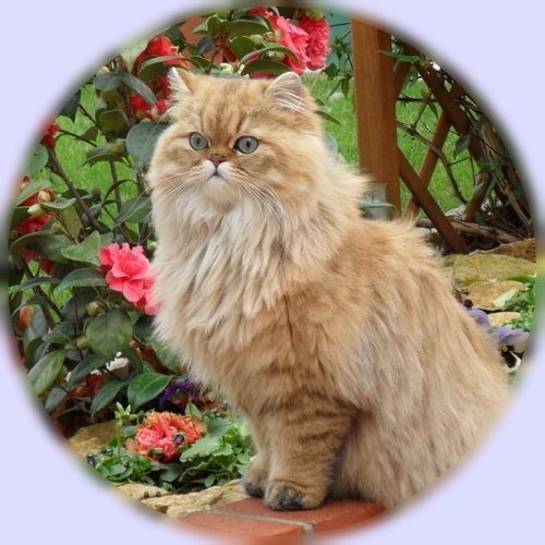 Chatterie Douce Anjou