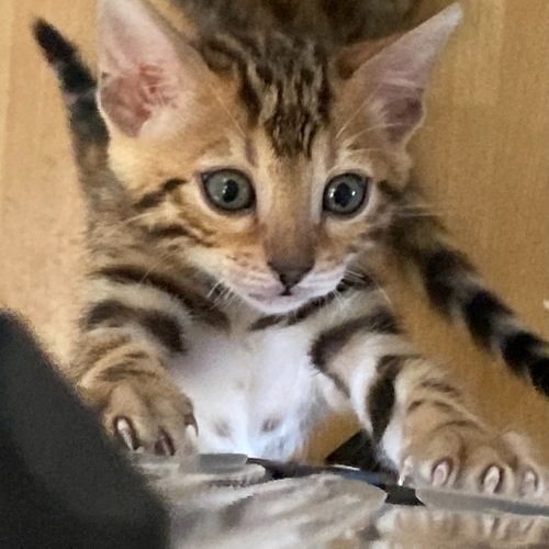 Elevage de chat bengal LOOF