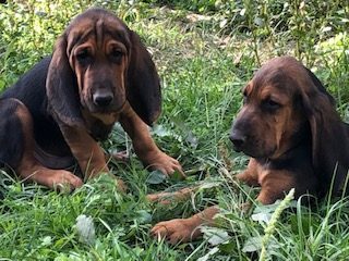 chiots bruno st hubert français