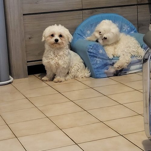 Élevage familial de bichons maltais