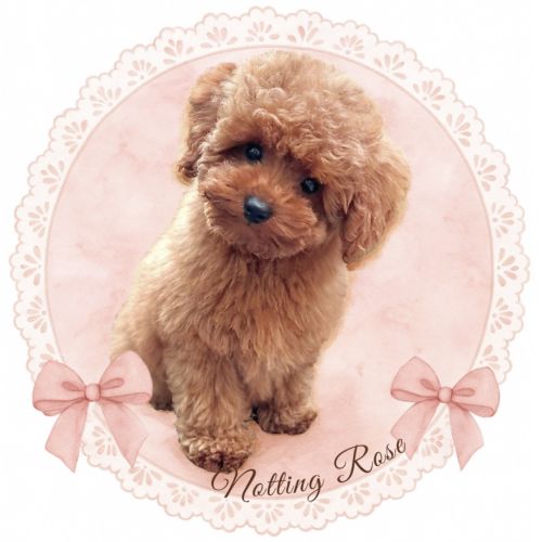 Caniches toy et nain fauve rouge et abricot