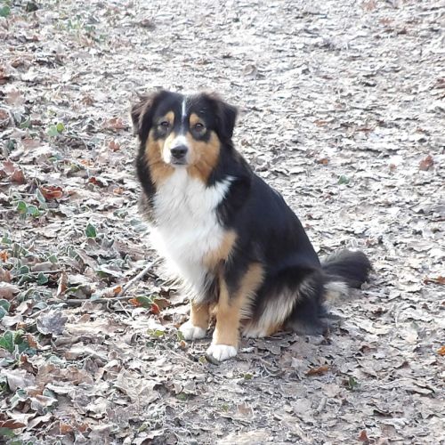 Le royaume d'aria. bergers américains miniatures