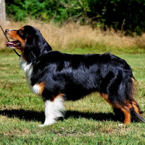 Le royaume d'aria. bergers américains miniatures