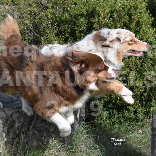 chiots berger australien LOF disponible dec 2022