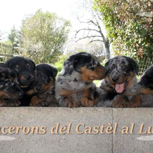 Eleveur de beaucerons LOF ✨