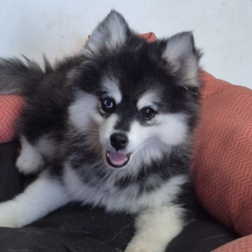 Elevage akita pomsky