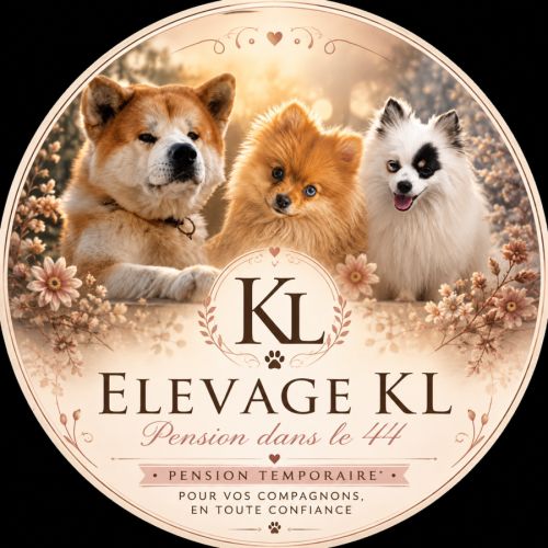Elevage de spitz