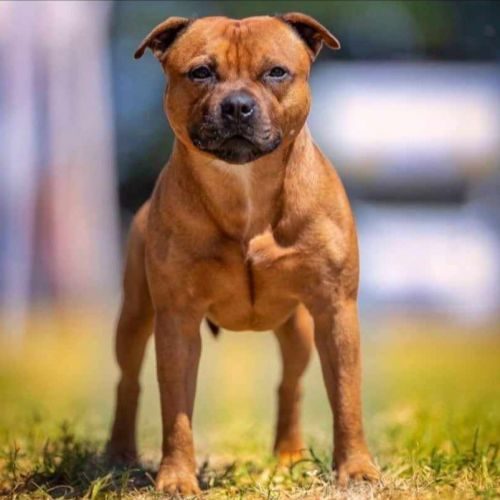 Élevage of secret's sources