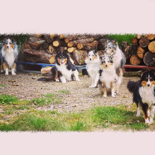 Elevage de berger des shetland