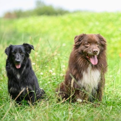 Elevage de berger australien de travail