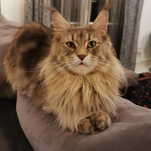 élevage familial les Baby Coons Ondois