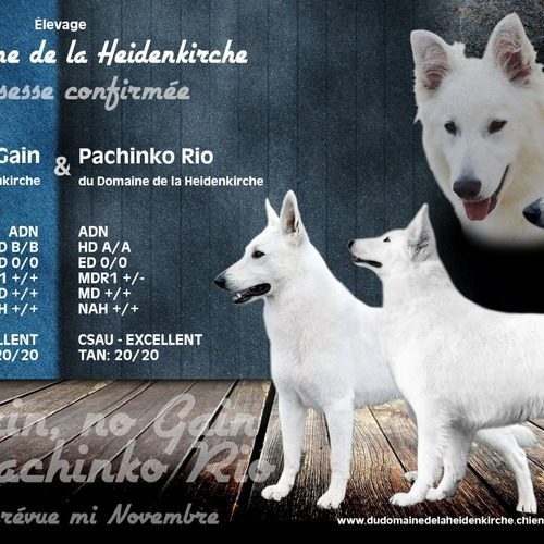 élevage familial de berger blanc suisse