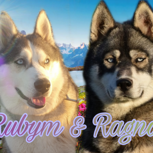 Chiots husky de siberie LOF