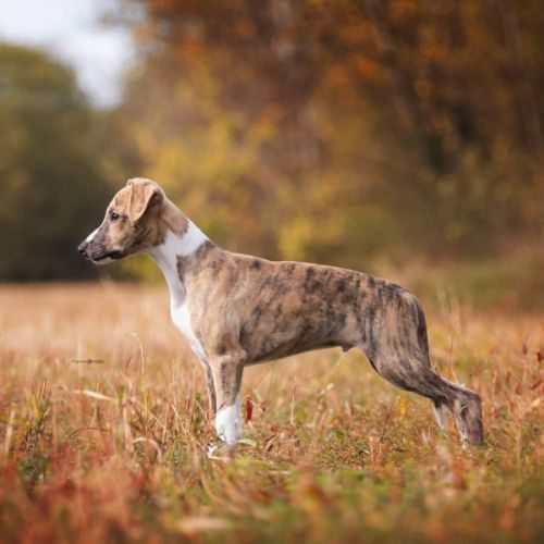 Élevage familial de whippet des gardiens d'avel