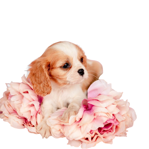 Eleveur spécialisé dans la génétique canine