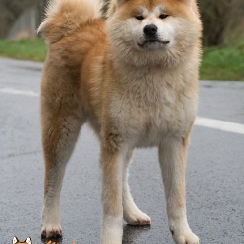 élevage d'akita dans le grand est !