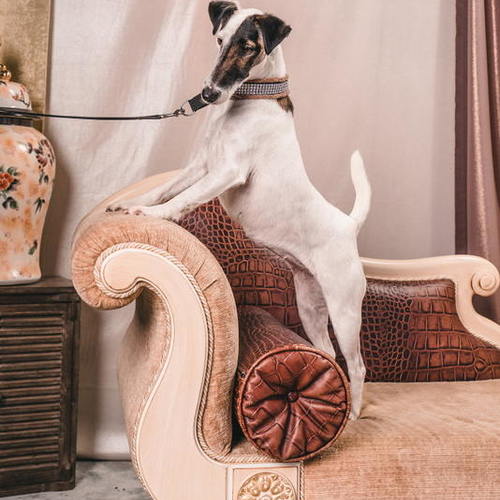 Elevage de fox-terrier à poil lisse LOF