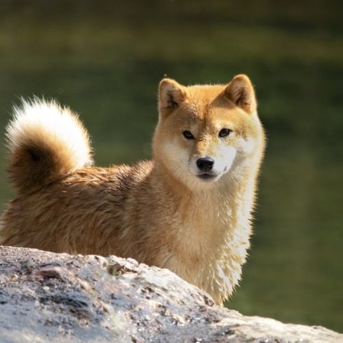 Elevage de shiba-inu dans l'Hérault (34)