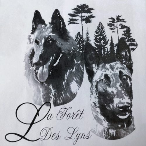 élévage de Berger Belge Malinois et Tervueren