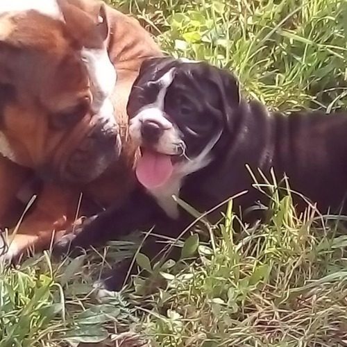 Les contis de Canteperlic