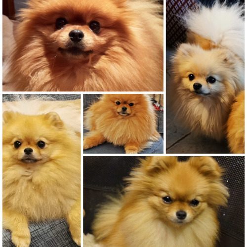 elevage des spitz'chouns