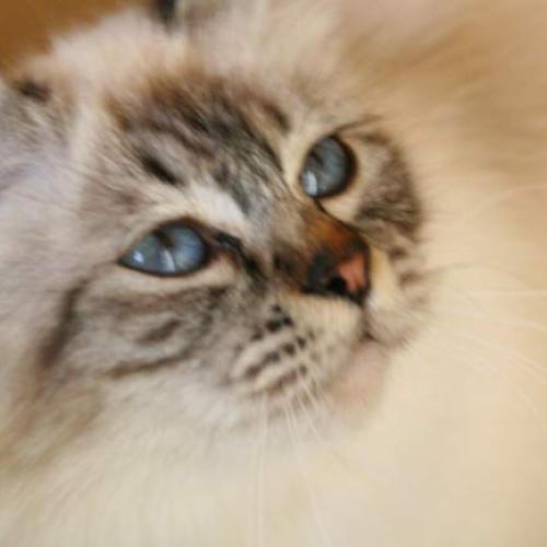 Eleveur : CHATTERIE DES CIPANGOS