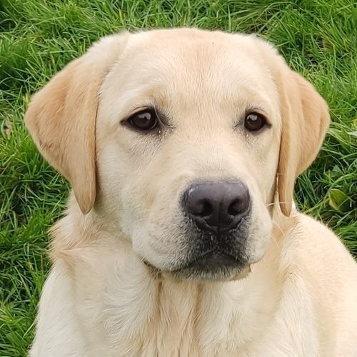 Élevage de labradors des terres de la chatelaine