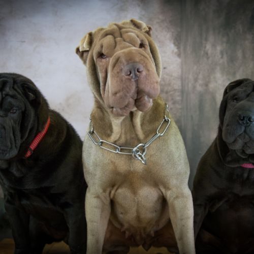 Le domaine des terres ancestrales