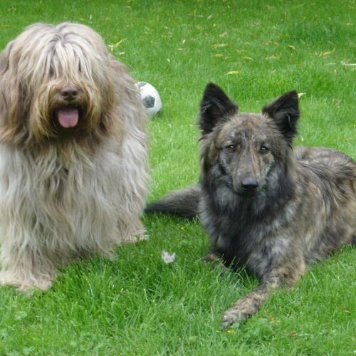 Chiots Berger Hollandais Poil Long