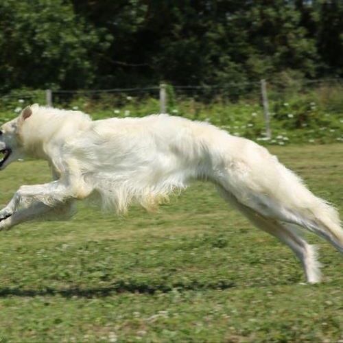 Elevage de chiots barzoi (lévriers russe)
