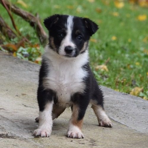 Elevage de Border Collies LOF