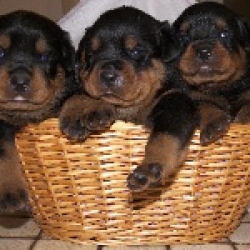 Eleveur : elevage au bon limier