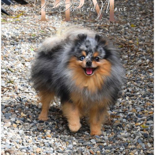 Spitz allemand nain & petit